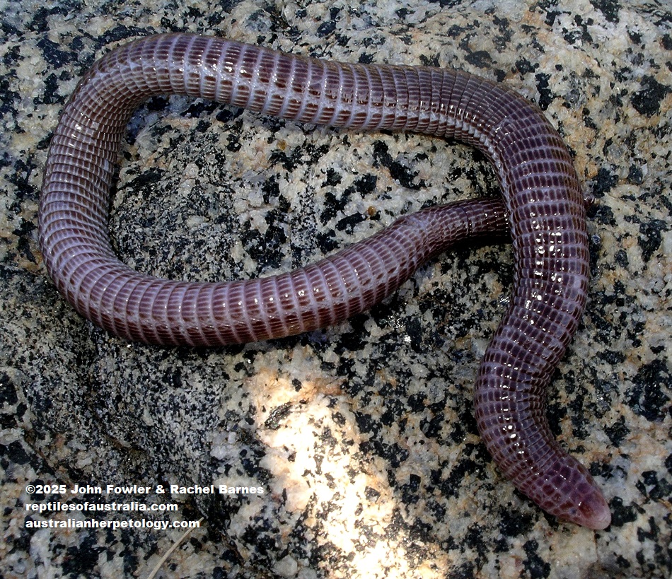 Anatolian Worm Lizard (Blanus strauchi) photographed on Kos (Island), Greece